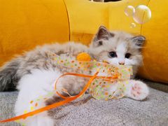 -十年猫舍·猫咪专门店(普陀店)