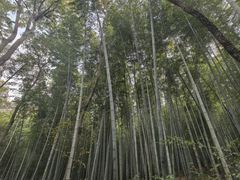 -上海佘山国家森林公园天马山园