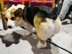 -阿尔法海鲜排档(爱琴海店)