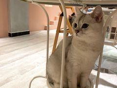 -猫儿山۰猫主题餐厅