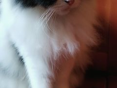 -李小姐の猫咖啡馆(五角场店)