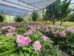 -神州牡丹园