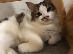 -楼上猫咖(罗湖店)