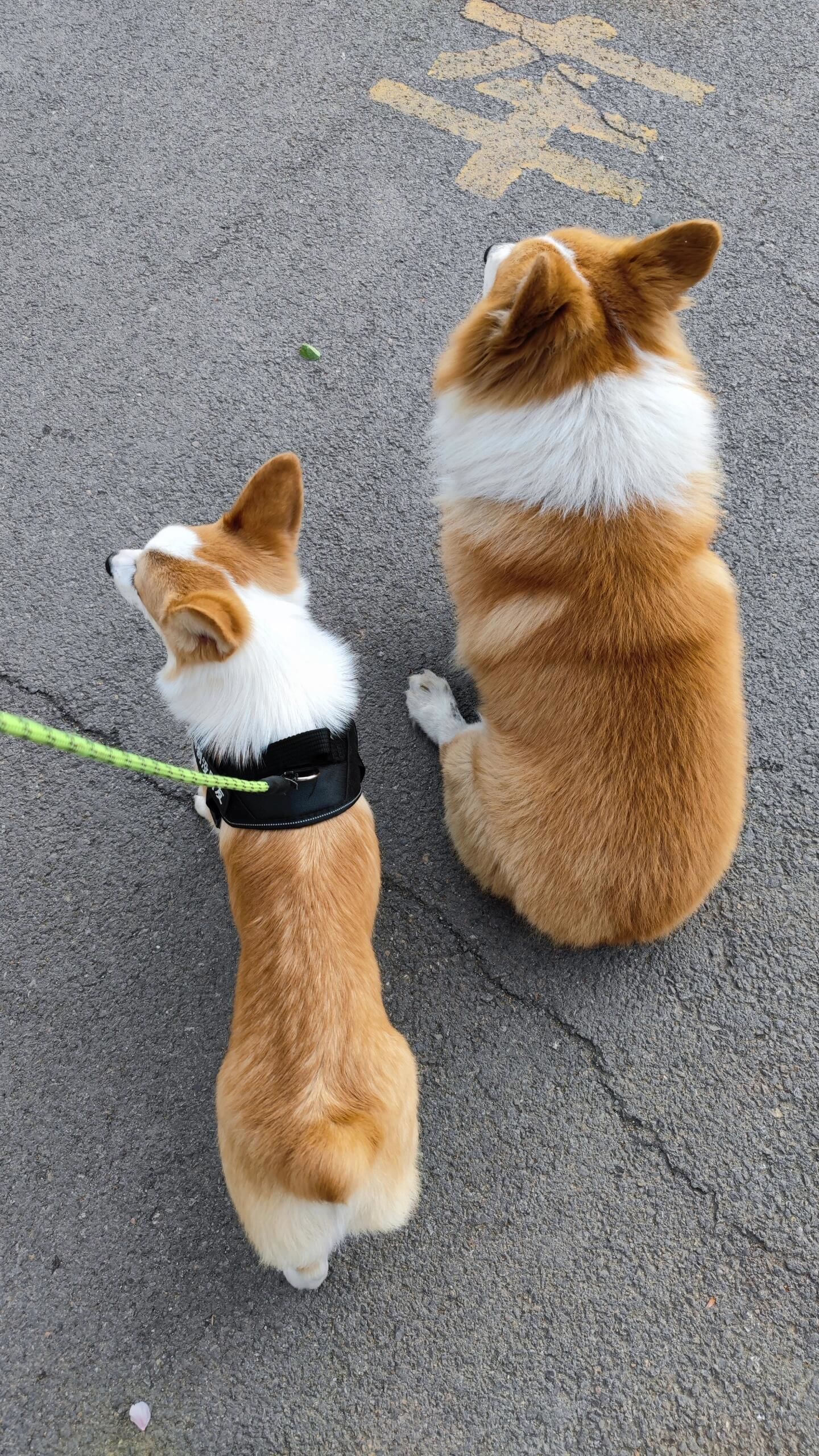 胖头陀和瘦头陀