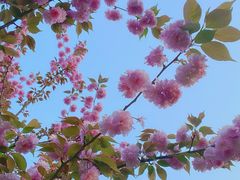 -合肥滨湖国家森林公园