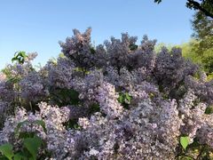 景点-陶然亭公园