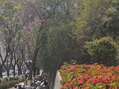 -攀枝花公园