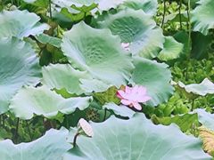 -荔湾湖公园