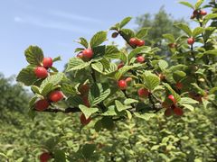 -国家植物园南园