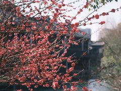 -乌镇景区