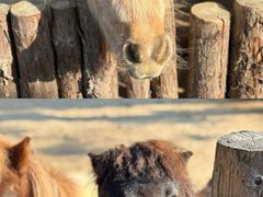 -泉州海丝野生动物世界
