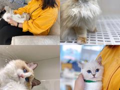 -lincat·猫舍(广州店)