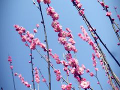 -香雪海