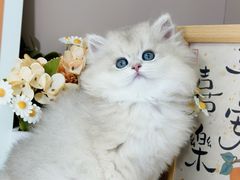 -小猫来了·猫舍(红山六九七九店)