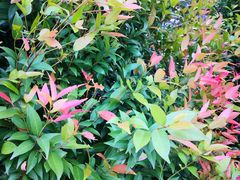 -南国桃园旅游度假区