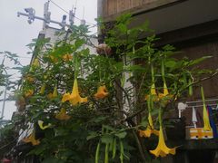 -尧坝古镇