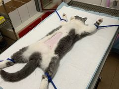 -灵美宠物诊所