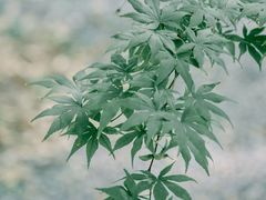 -求雨山文化公园