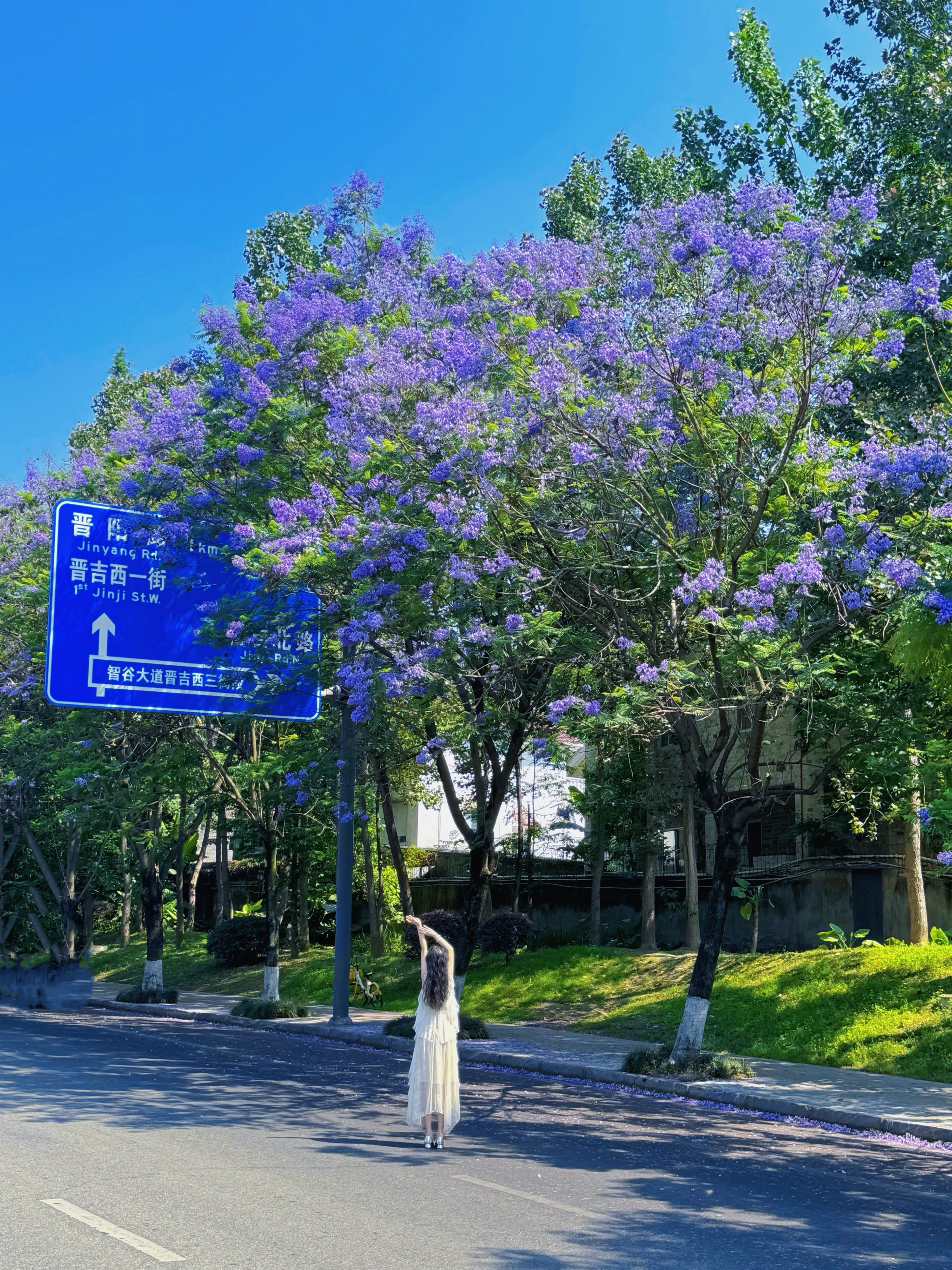 蓝樱花花期图片