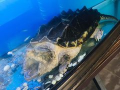 -东家小院金汤酸菜鱼(南阳路店)