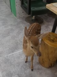 -神奇动物撸宠馆·羊驼·小浣熊·异宠(豫园店)