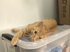 -伟伟宠物医院·CT影像中心·瑞派犬猫综合性门诊(汉口总院)