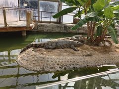 -石家庄市动物园