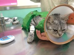 -米苏动物医院·犬猫专科·骨科外科内窥镜