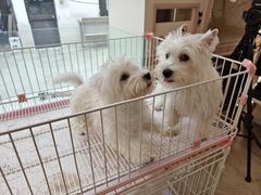 -翊宠yipet猫狗购宠庄园