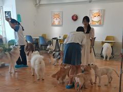 -Let's go狗咖·猫咖·奶狗·桌游(春熙路IFS店)