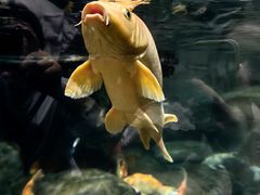 -上海海洋水族馆