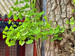 -红螺寺