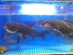 -姜君·千岛湖鱼头馆(浦东大道店)