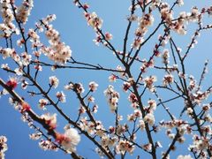 -高东镇樱花园