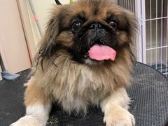 -小尾巴宠物店(万科·金域华庭店)