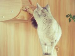-猫的茶·猫咖