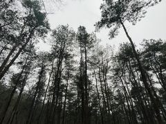 -老山国家森林公园