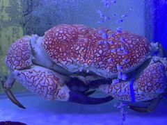 -澜棠海鲜(余姚阳明古镇店)