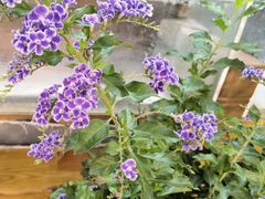 -双季花艺园艺市场(浦东店)