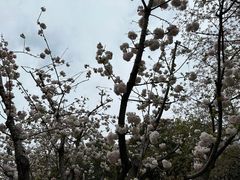 -顾村公园