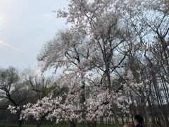 -上海共青森林公园