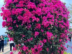 -东莞植物园