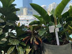 -润园四季椰子鸡火锅(海上世界店)