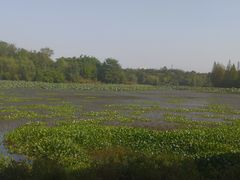 -白鹭湾湿地公园