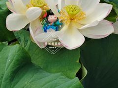 -莲花池公园