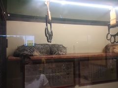 -猫咪博物馆(顶澳仔猫街店)