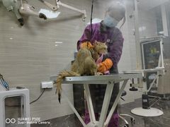 -宠颐生斯嘉宠物医院·急重症·心内科(谷阳北路分院)