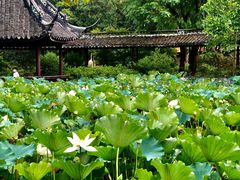 -上海醉白池公园