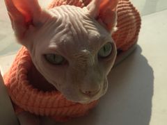 -飞行喵MR PILOT|猫舍·猫咖(静安大融城店)