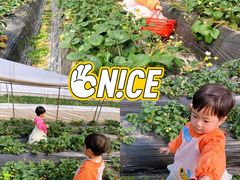 -小鱼草莓采摘园农家乐·小鱼餐厅